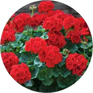 Crane's-bill - Plants