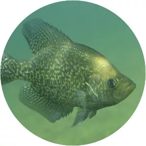 Crappies
