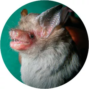 Craseonycteris - Animal