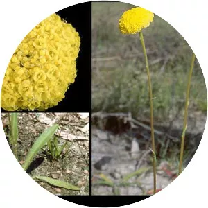 Craspedia variabilis