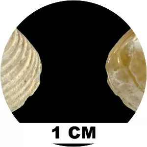 Crassinella lunulata