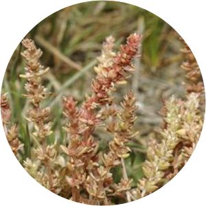 Crassula sieberiana - 