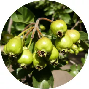 Crataegus azarolus (Müzmüldek)