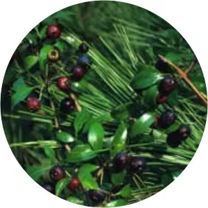 Crataegus brachyacantha