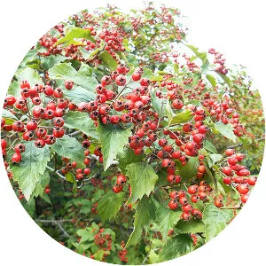 Crataegus calpodendron