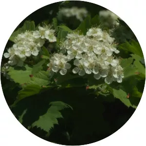 Crataegus chlorosarca - 