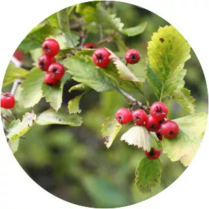 Crataegus chrysocarpa