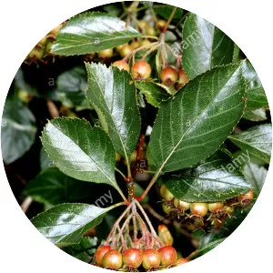 Crataegus crus-galli