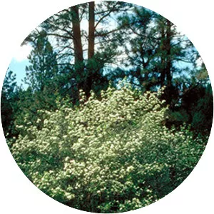 Crataegus douglasii