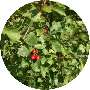 Crataegus flabellata