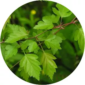 Crataegus marshallii