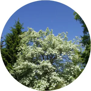 Crataegus maximowiczii