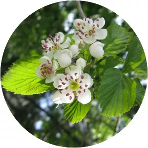 Crataegus punctata