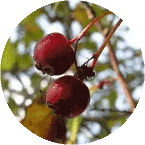 Crataegus sanguinea