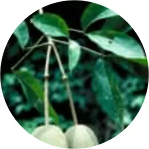 Crateva religiosa - Plants