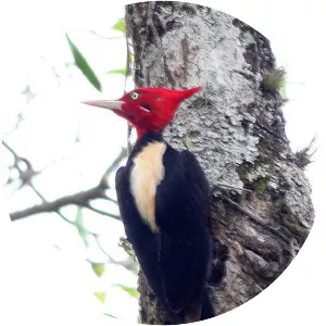 Cream-backed woodpecker