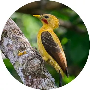 Cream-colored woodpecker