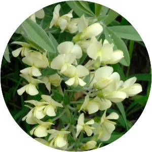 Cream false indigo - Plants
