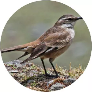 Cream-winged cinclodes
