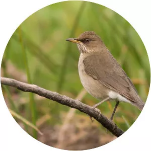 Creamy-bellied thrush