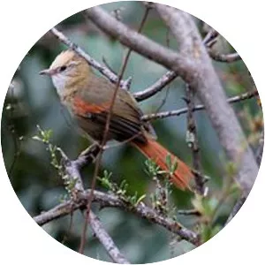 Creamy-crested spinetail - Bird