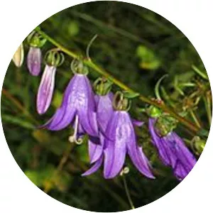Creeping bellflower
