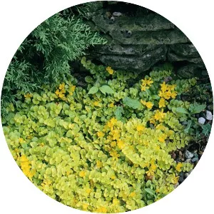 Creeping jenny