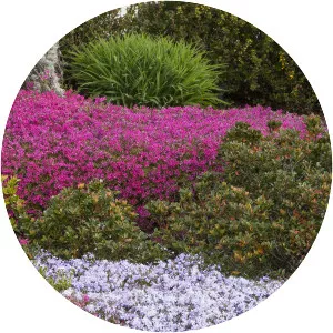 Creeping phlox