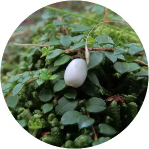 Creeping snowberry