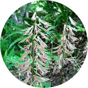 Cremastra appendiculata var. variabilis