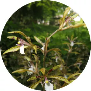 Cremastra unguiculata - 