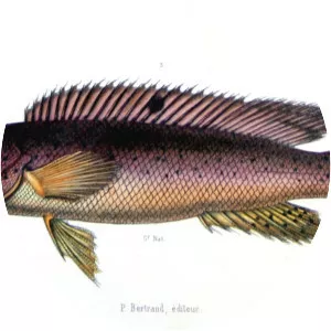 Crenicichla lacustris