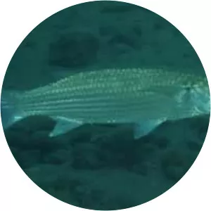 Crenimugil crenilabis