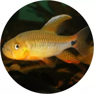 Crenuchus spilurus - Fish