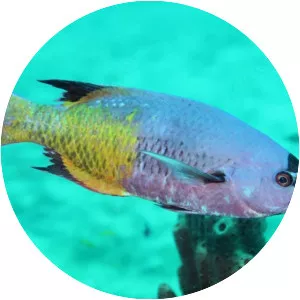 Creole wrasse