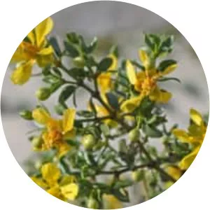 Creosote bush - Plants