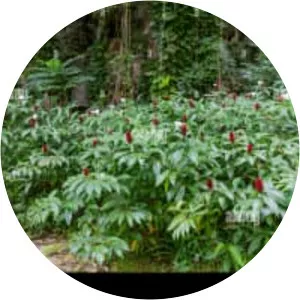 Crepe-ginger - Plants