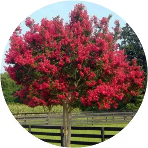 Crepe myrtle - Plants