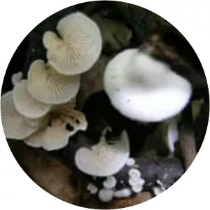 Crepidotus
