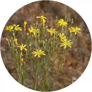 Crepis atribarba