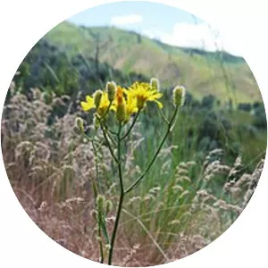 Crepis barbigera
