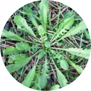Crepis bursifolia