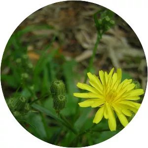 Crepis foetida