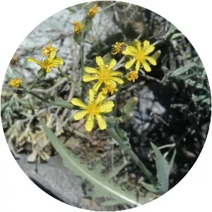 Crepis intermedia