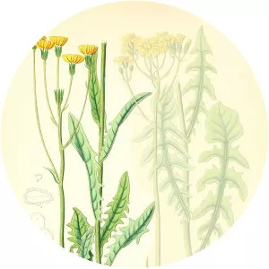 Crepis nicaeensis