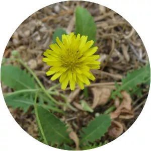 Crepis