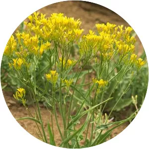 Crepis runcinata