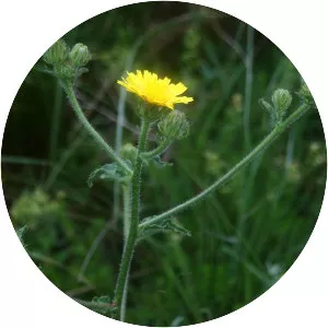 Crepis setosa - 