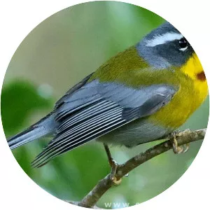 Crescent-chested warbler