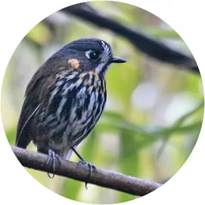 Crescent-faced antpitta - Bird